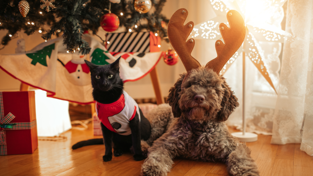 Gift Guide for Pets